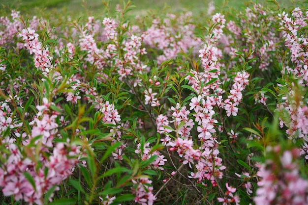 Pradaria de florescência com flores de amêndoa selvagens