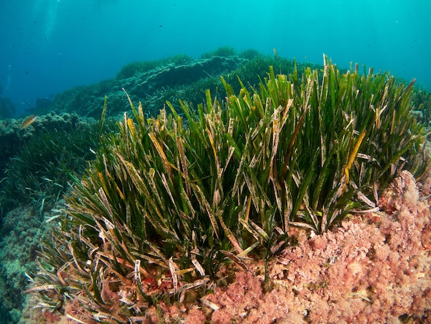 Pradaria de grama de Netuno Posidonia oceanica no mar Mediterrâneo