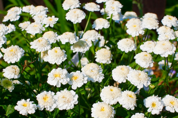 Pradera con anémona sylvestris.