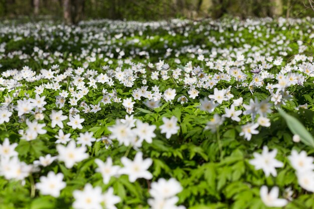 Pradera con anémona sylvestris.