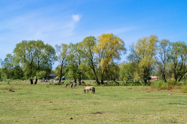 Pradera y caballos. Paisaje rural.