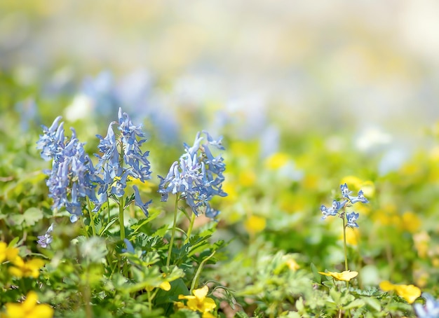 pradera de flores brillantes en el bosque