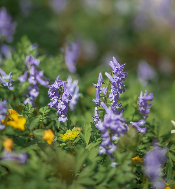 pradera de flores brillantes en el bosque