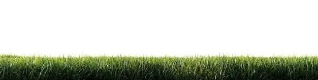 Pradera de hierba verde aislada sobre fondo blanco