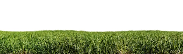 Pradera de hierba verde aislada sobre fondo blanco