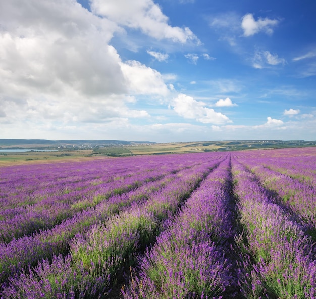 Pradera de lavanda.