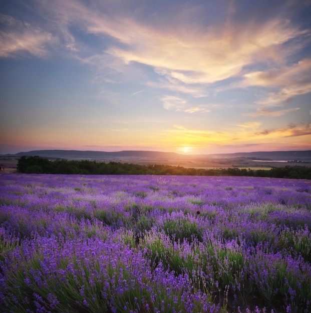 Pradera de lavanda.