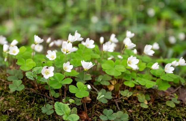 Pradera de Oxalis o madera acedera floreciendo flores blancas en primavera