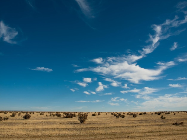 Pradera en primavera. Sur de Colorado.