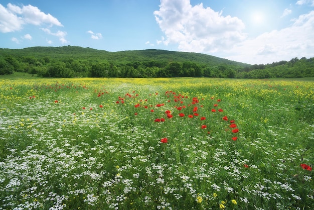 Pradera primaveral de flores