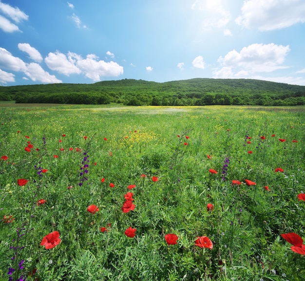 Pradera primaveral de flores