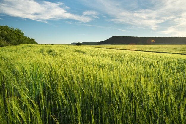 Pradera de trigo