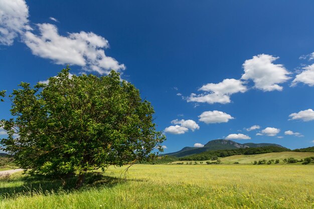 pradera verano