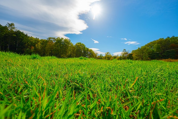 pradera vibrante