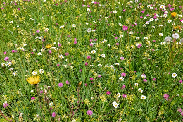 Prado alpino com flores frescas