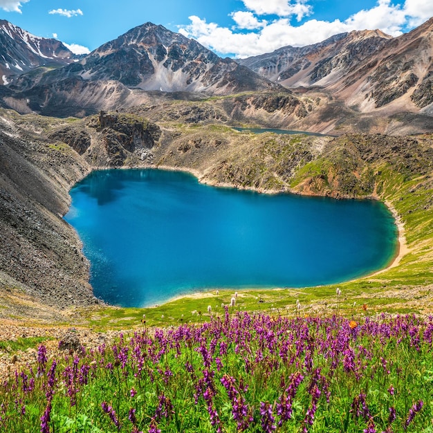 Prado alpino de florescência. Prado alpino de verão verde com flores roxas desabrochando sobre o lago de coração azul. Terras altas dos Alpes. Prado florescendo das terras altas. Vista quadrada.