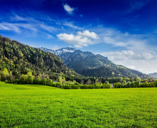 Prado alpino nos Alpes Bávaros. Baviera, Alemanha