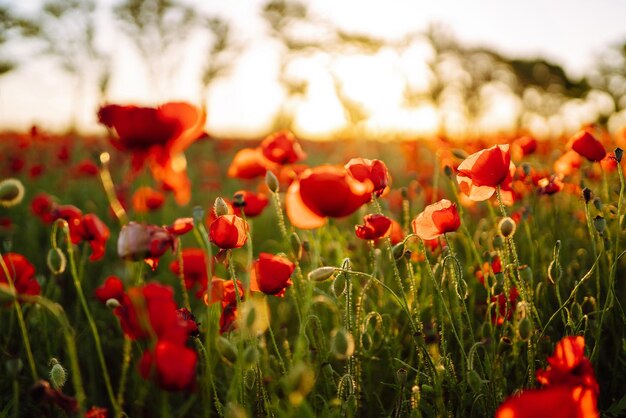 Prado de amapolas a la hermosa luz del sol vespertino