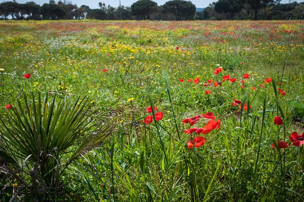 Prado de amapolas en primavera