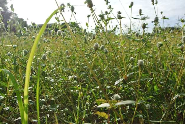 prado amarillo