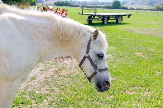 Prado ao ar livre de rpofile de cavalo branco