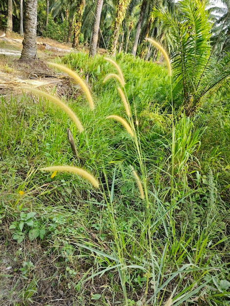 prado arbustivo silvestre de setaria y hierba de hierba de la raíz