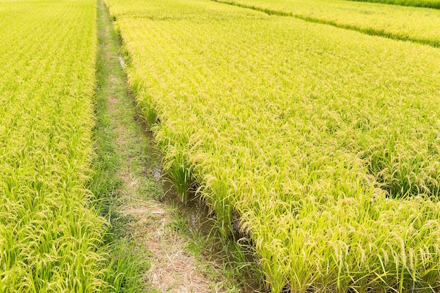 Prado de arroz paddy