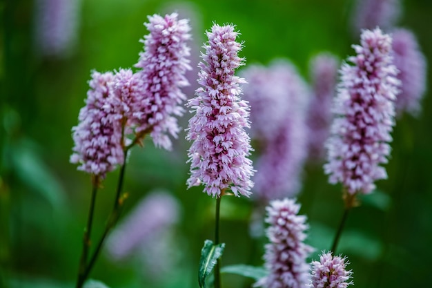 Prado bistort Bistorta officinalis no campo