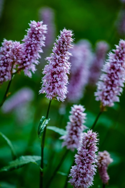 Prado bistort bistorta officinalis no campo