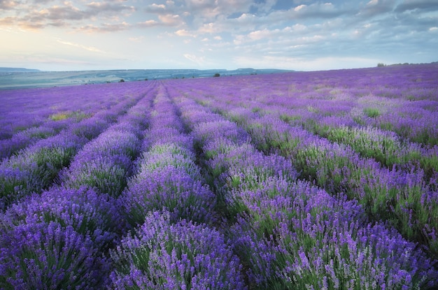 Prado bonito de lavanda