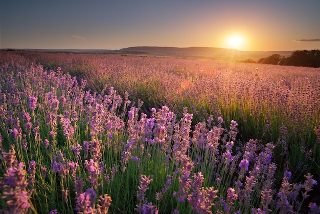 Prado bonito de lavanda