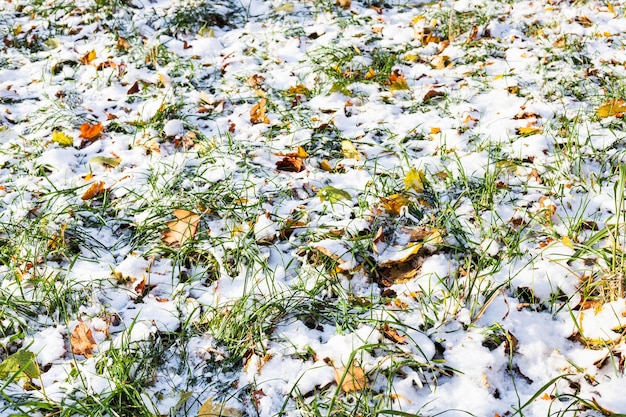 Prado coberto com a primeira neve no outono