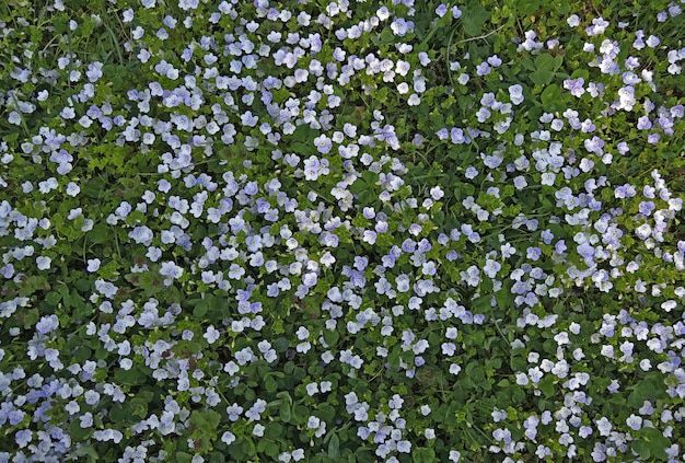 Prado coberto de flores subdimensionadas com grama jovem vista superior