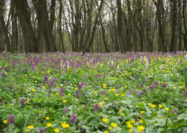 Prado com flores ayuga na floresta 2