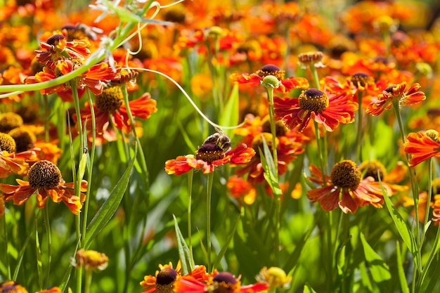 Prado com flores de gaillardia e abelhas