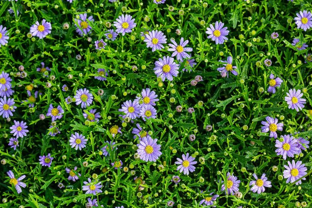 Prado com flores de margaridas roxas