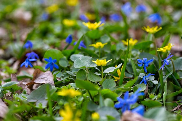 Prado com flores multicoloridas