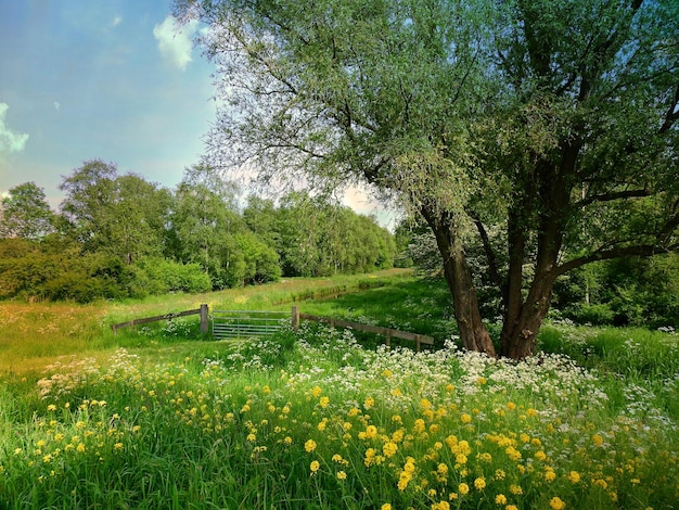 prado com flores