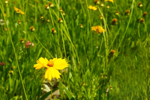 Un prado de coreopsis lanceolada amarilla floreciente
