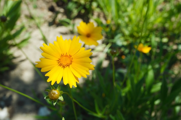 Un prado de coreopsis lanceolada amarilla floreciente