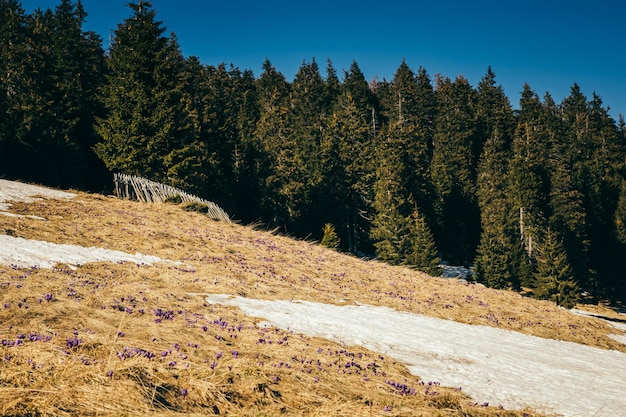 Prado cubierto de nieve en la primavera del bosque de coníferas de las montañas