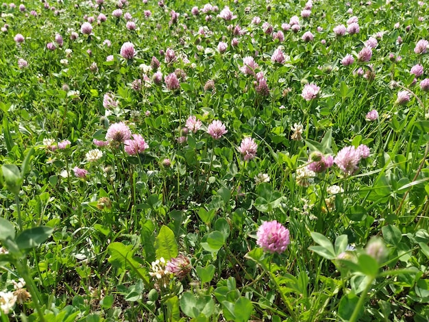 Prado cubierto de trébol rosa floreciente Paisaje