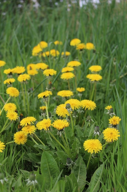 prado dandelion