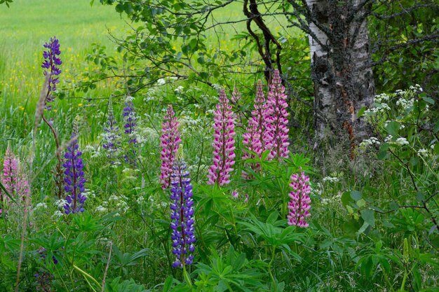 Prado das flores rosa e roxas lupinus entre grama verde