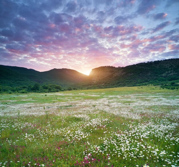 Prado de camomila na montanha ao pôr do sol