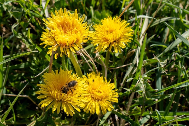 Prado de flor-leão amarelo com abelha na primavera