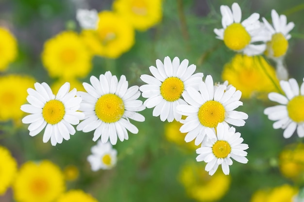 Prado de flores brancas de camomila ao sol da manhã fecha a medicina Herbal