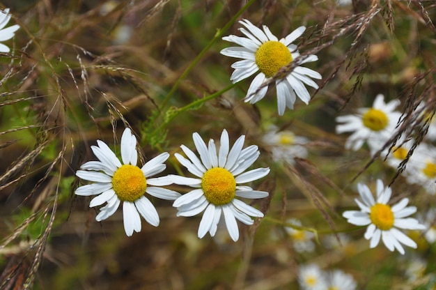 Prado de flores de camomila branca Fitoterapia