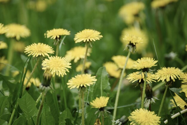 Prado de flores de dente de leão