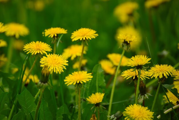 Prado de flores de dente de leão